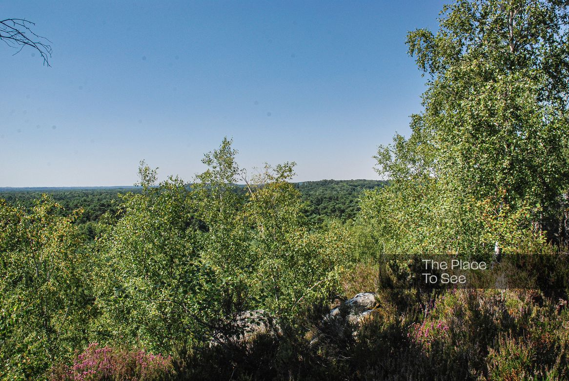 Vue