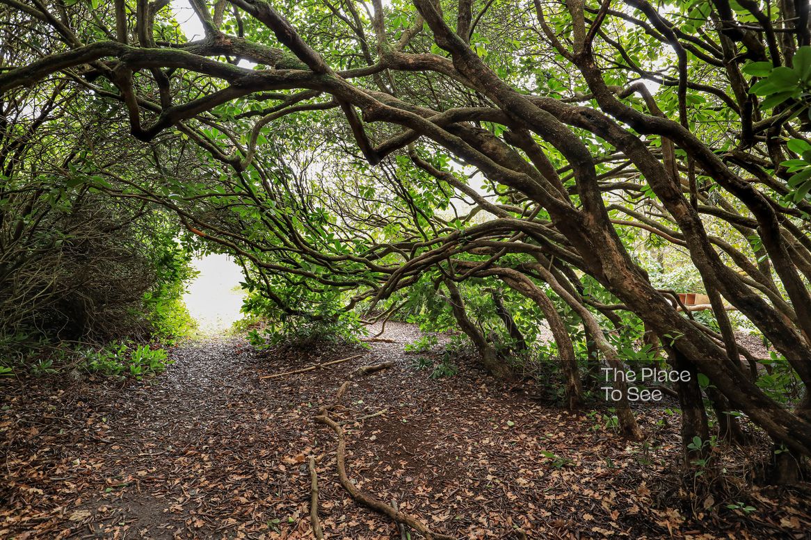 Arbre