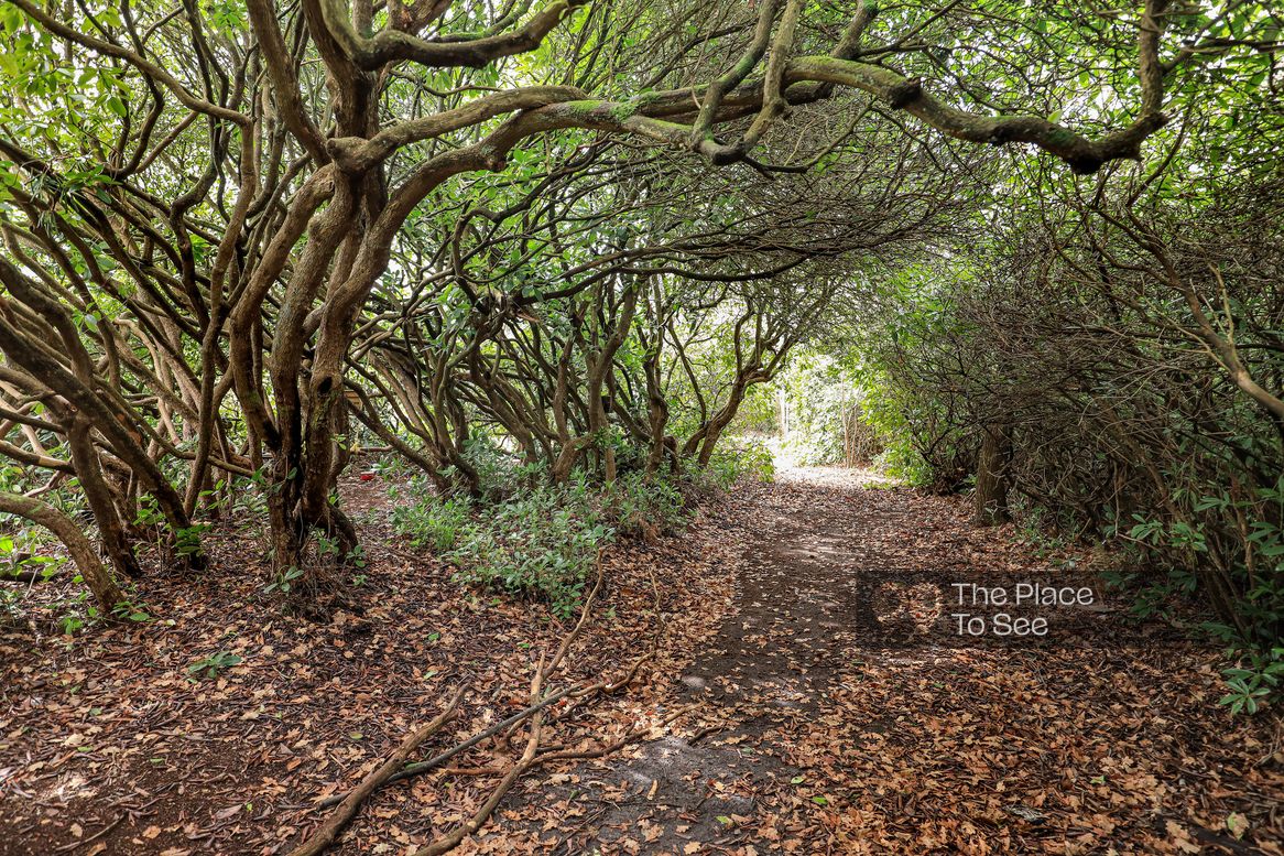 Arbre