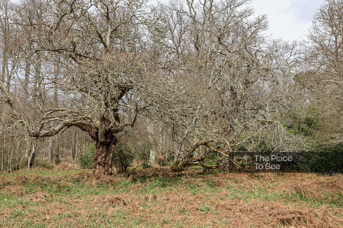 Arbre