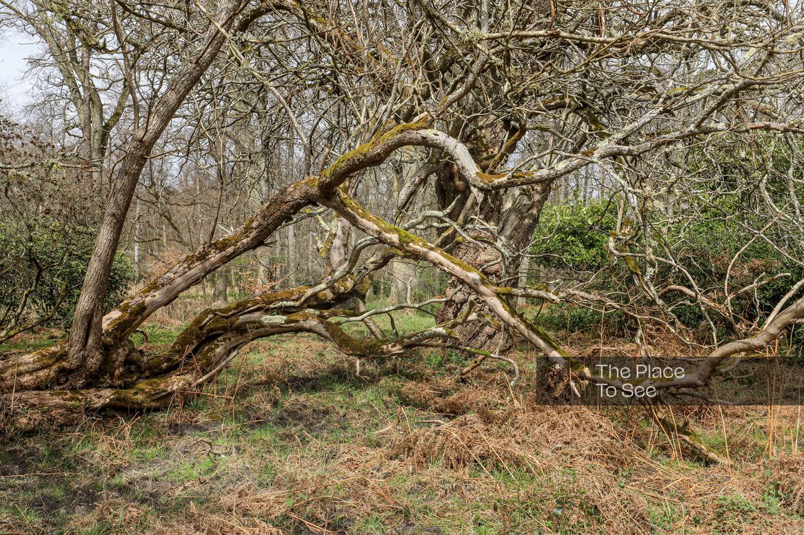 Arbre