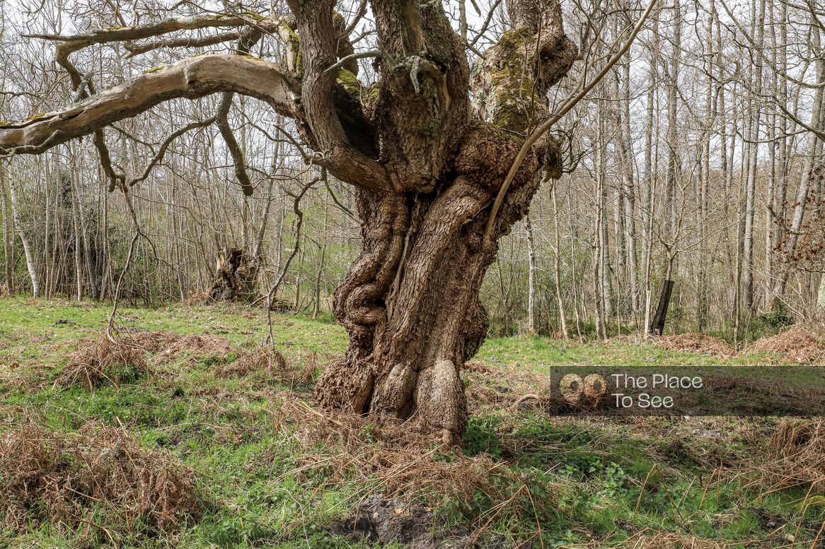 Arbre
