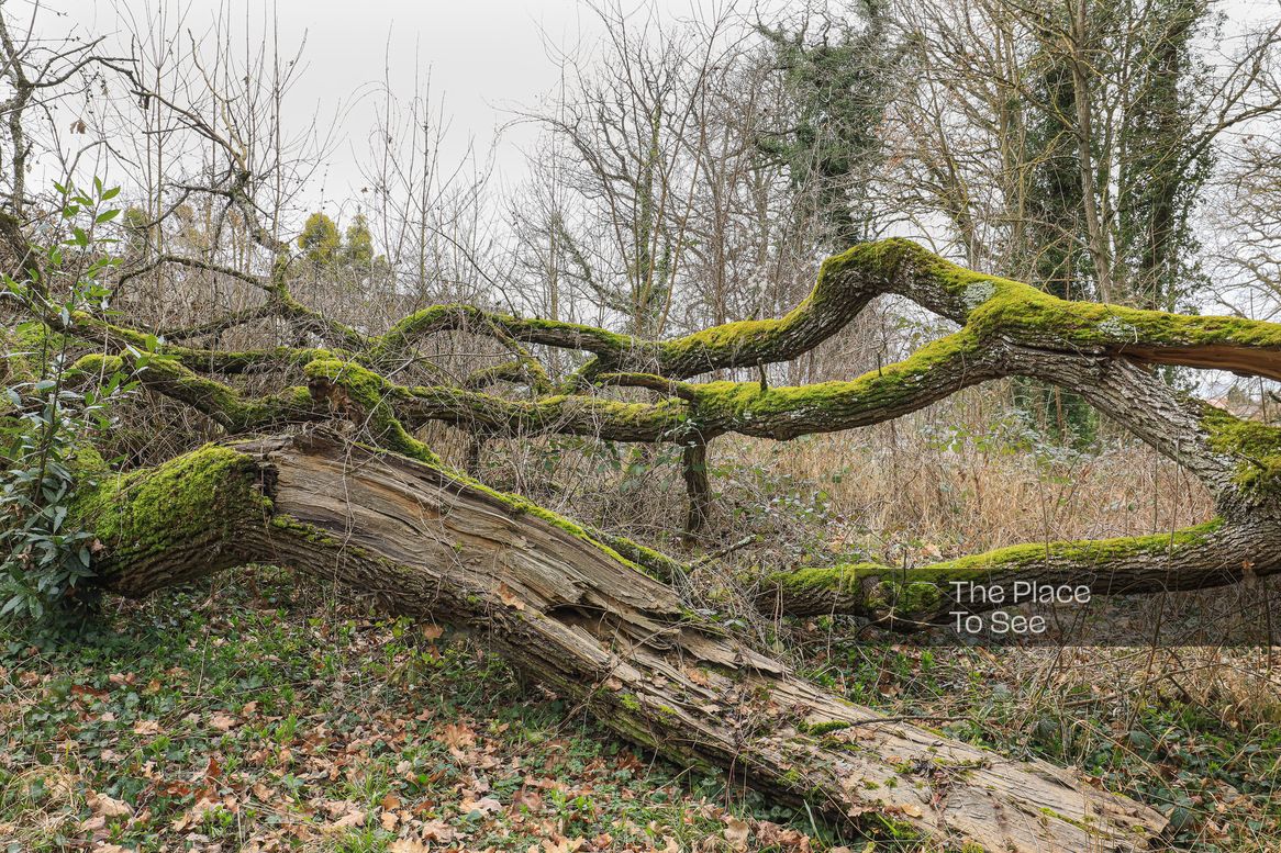 Arbre