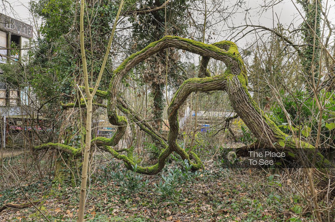 Arbre