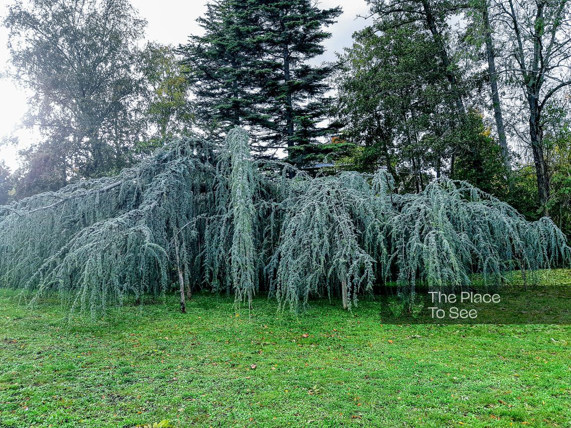 Arbre