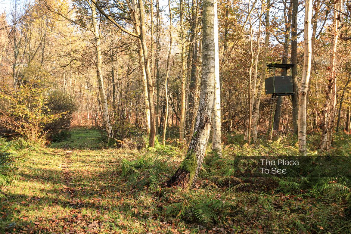 Cabane