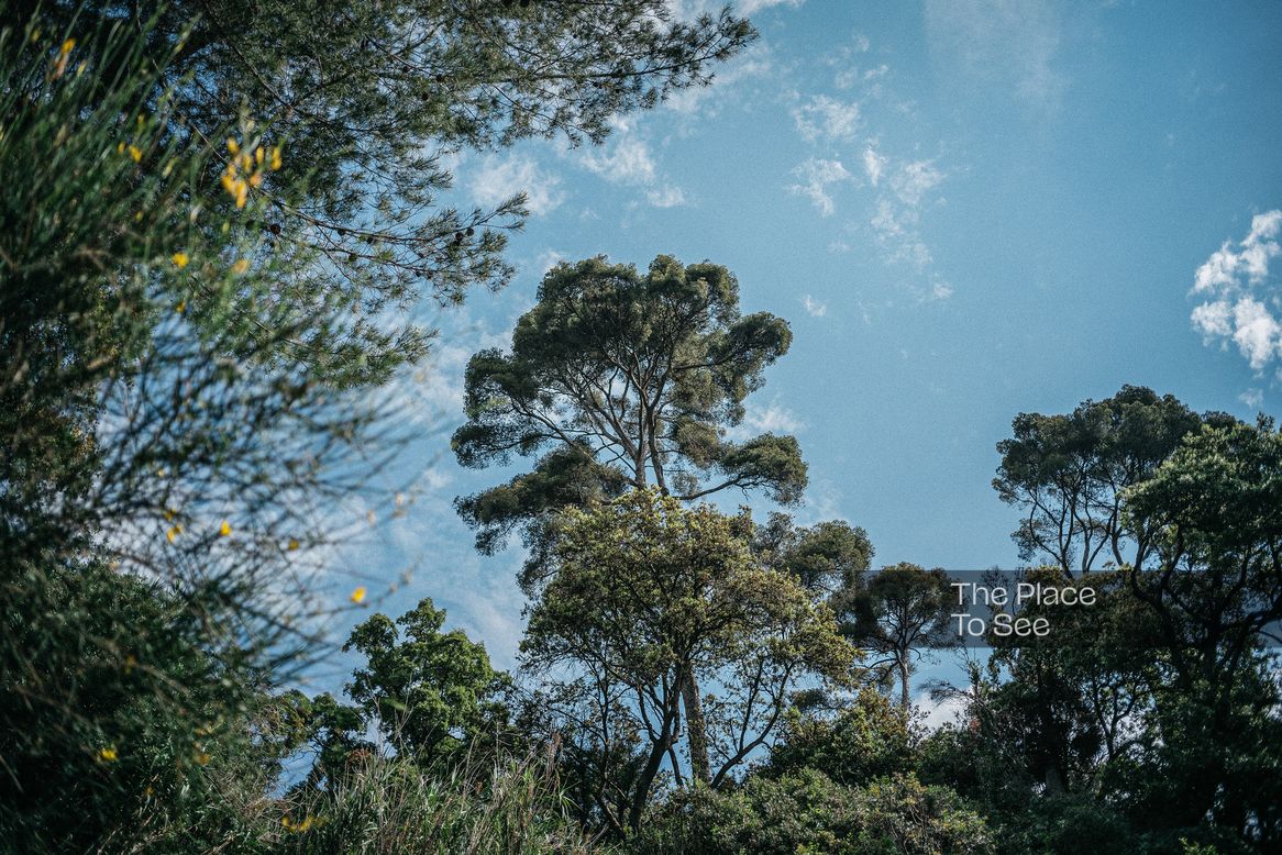 Arbre
