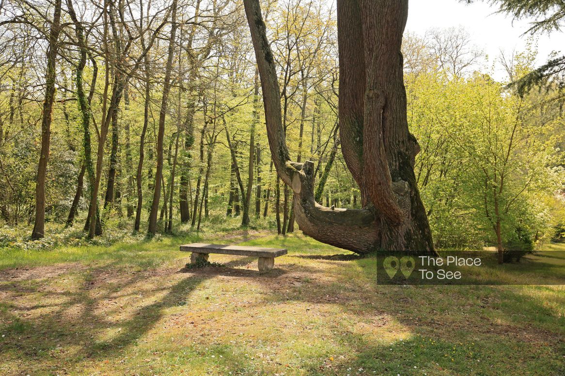 Arbre