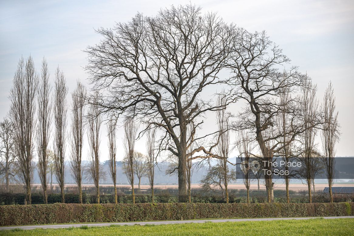Arbre
