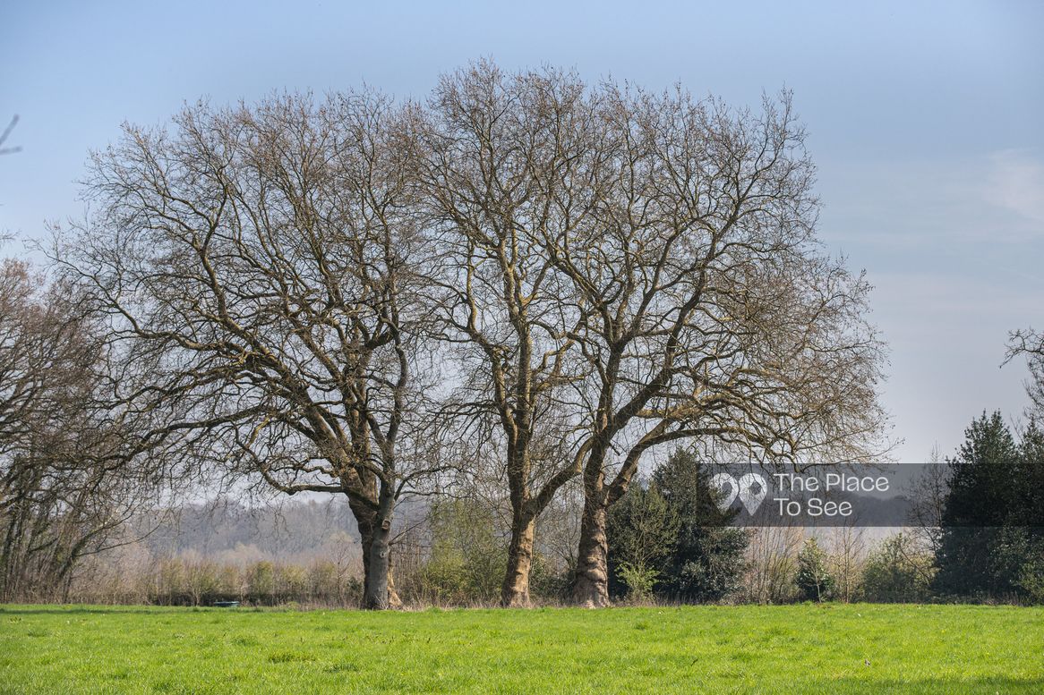 Arbre