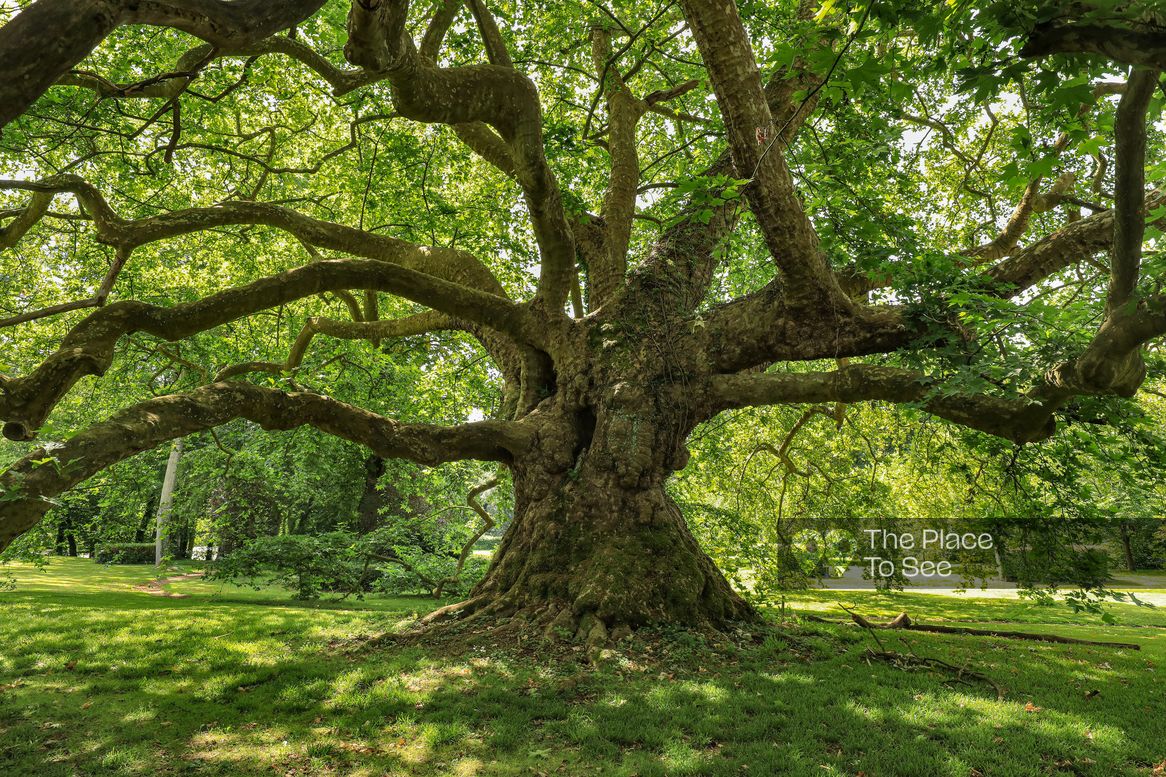 Arbre