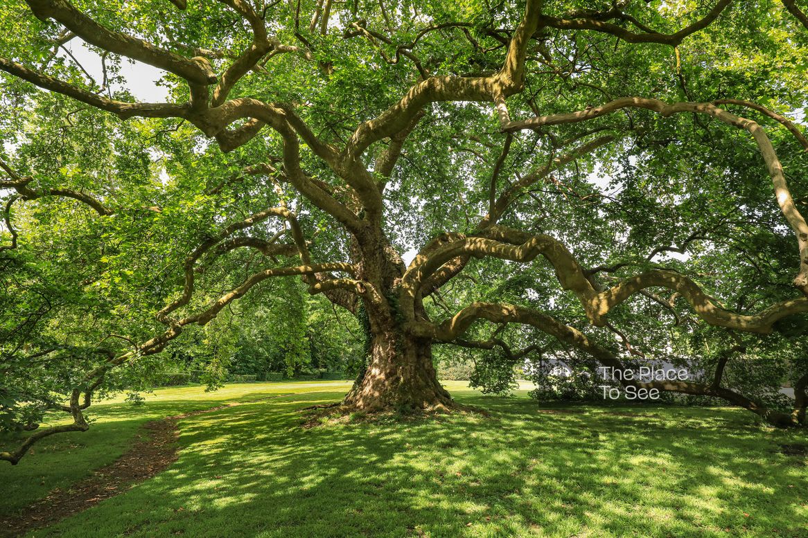 Arbre