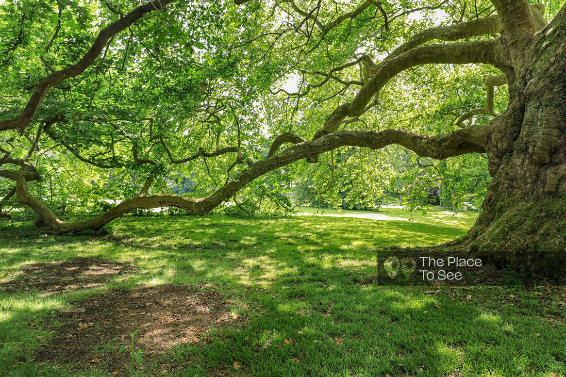 Arbre