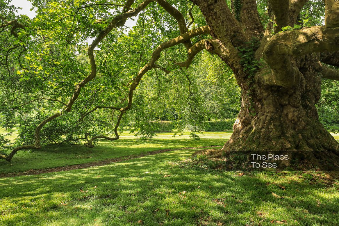 Arbre