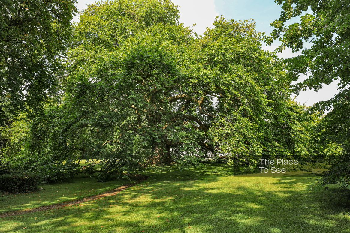 Arbre