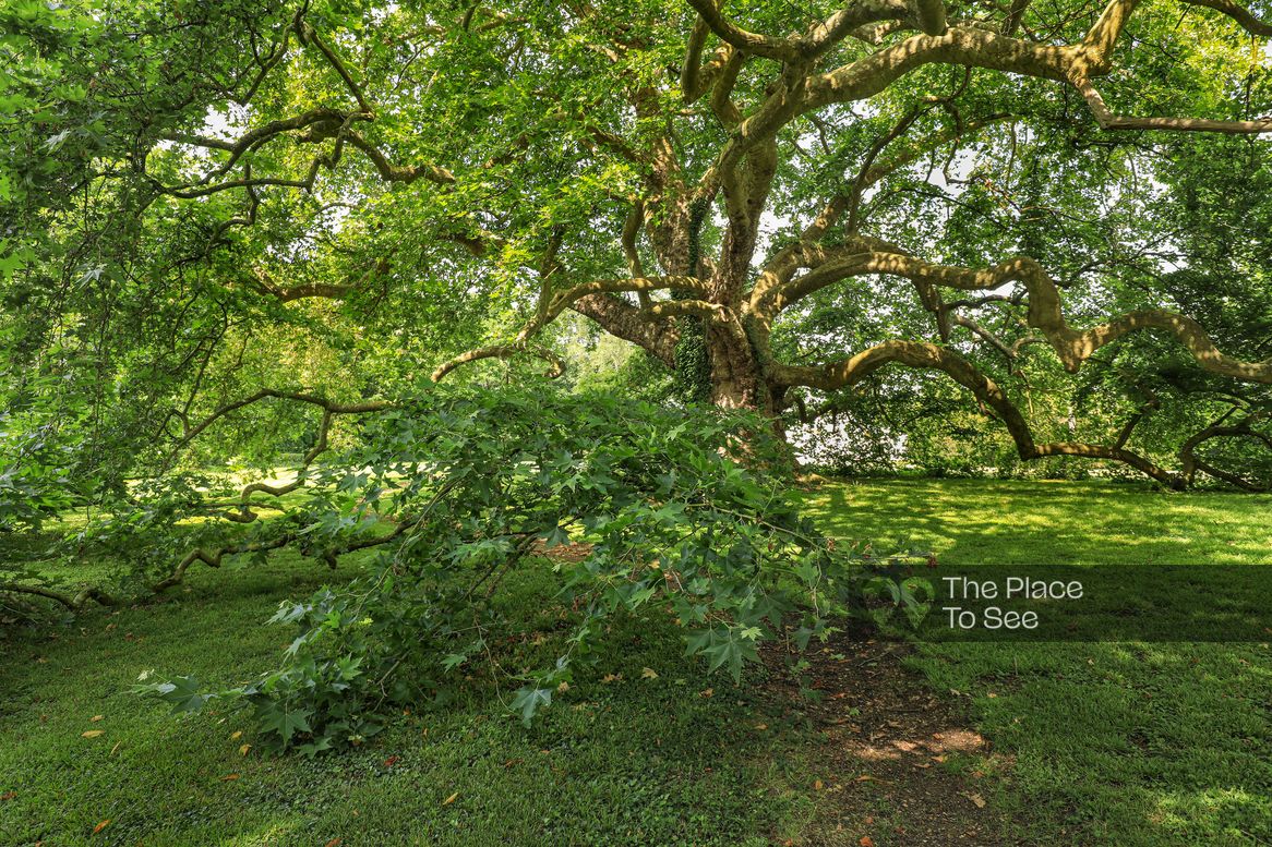 Arbre
