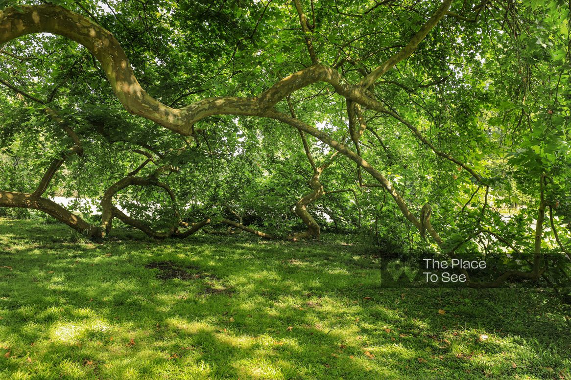 Arbre