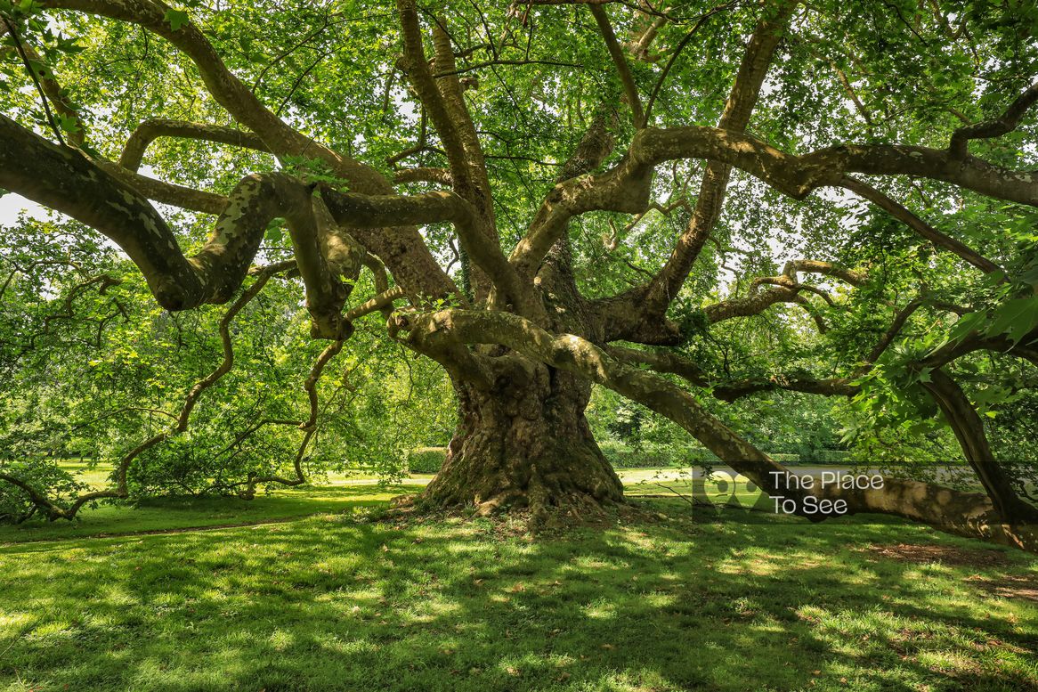 Arbre