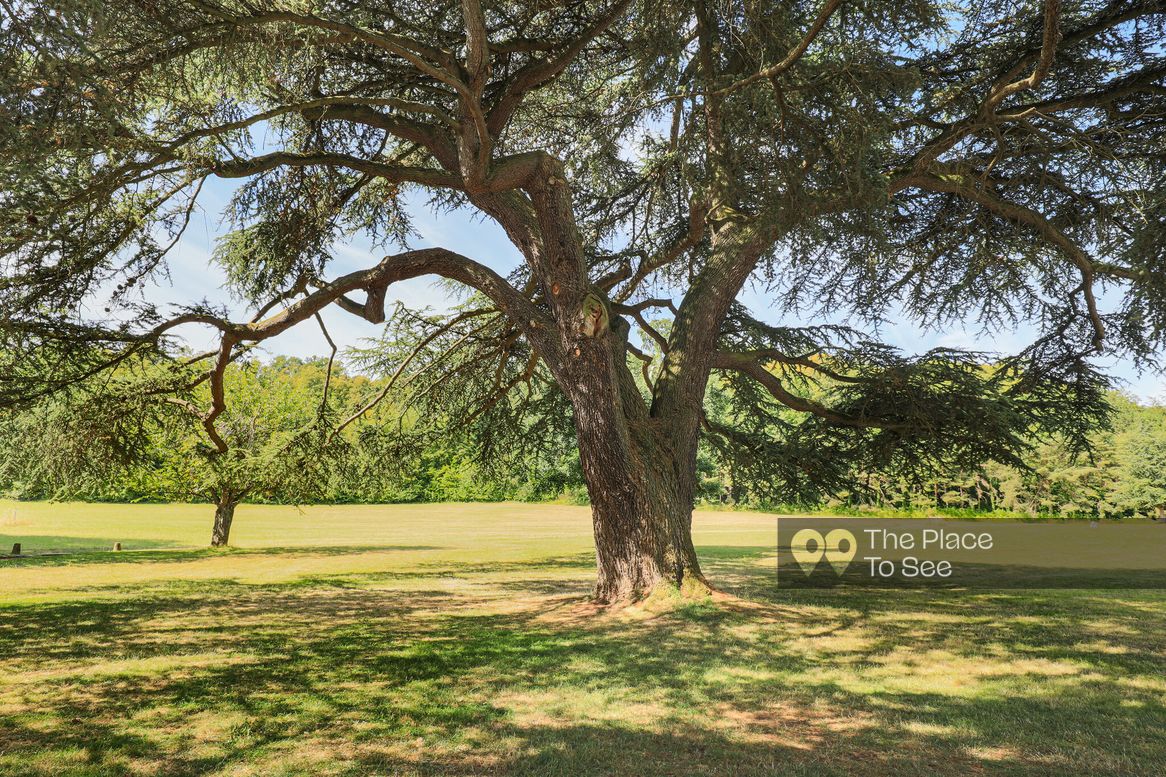 Arbre