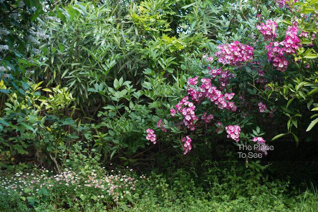 Jardin