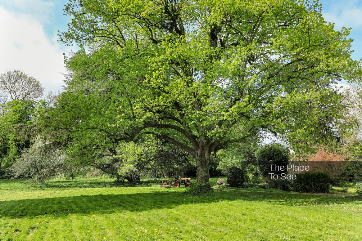 Arbre