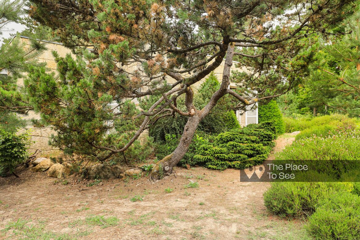 Arbre