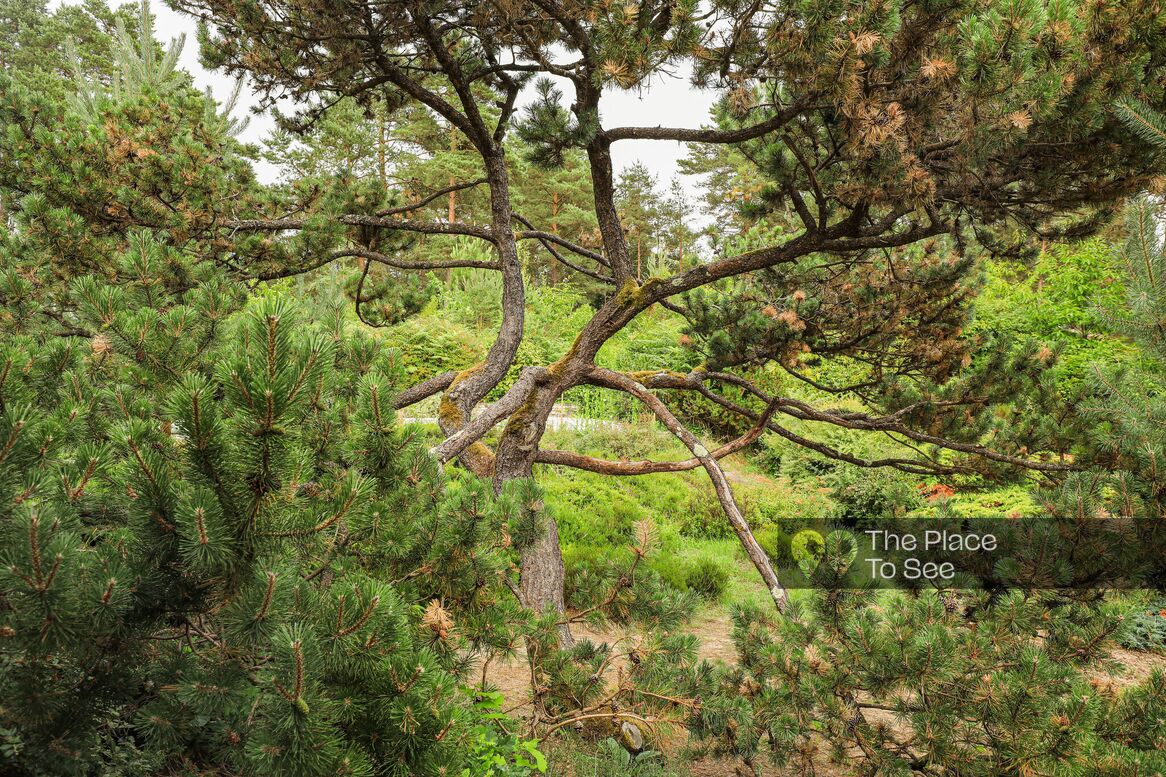 Arbre