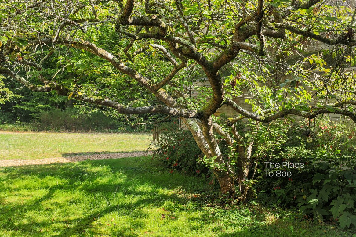 Arbre
