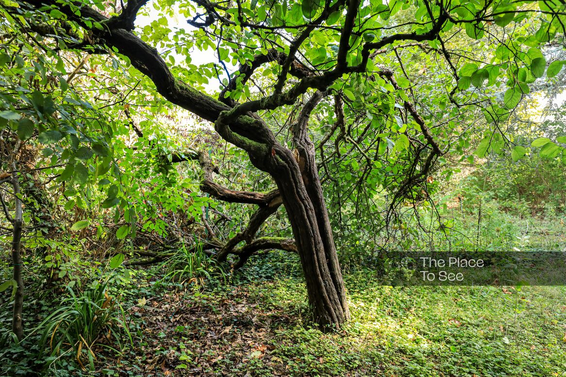 Arbre