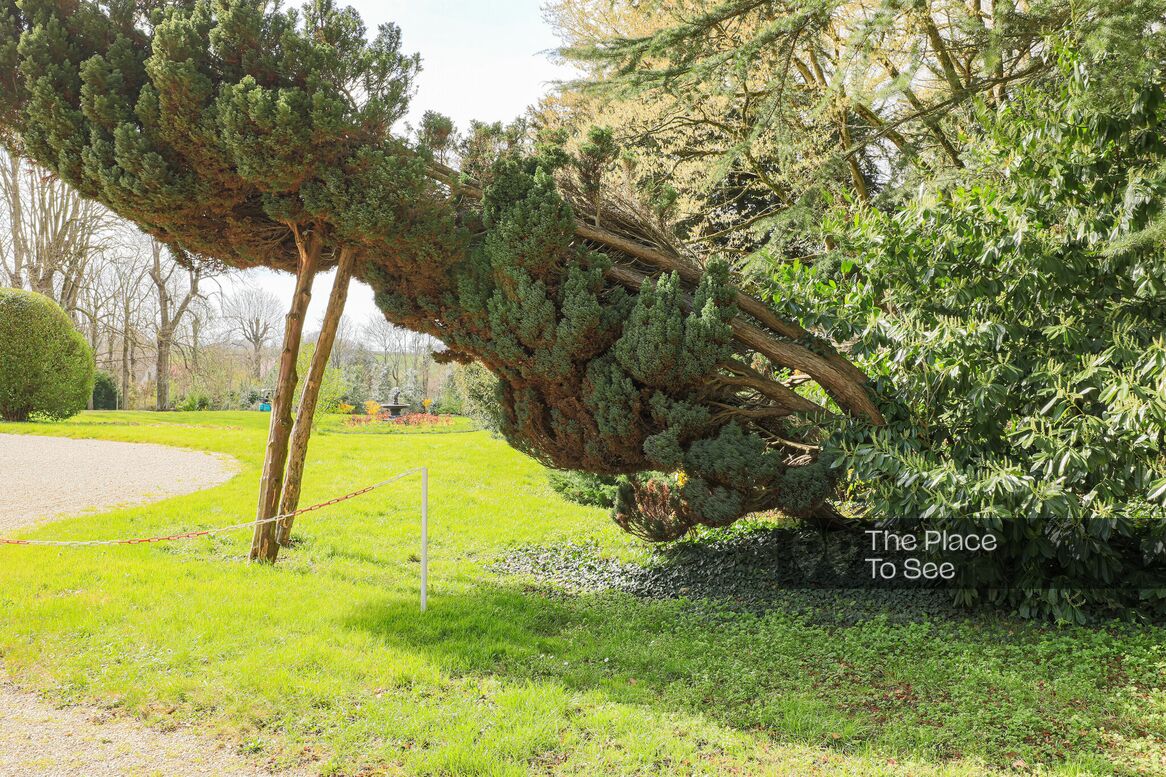 Arbre