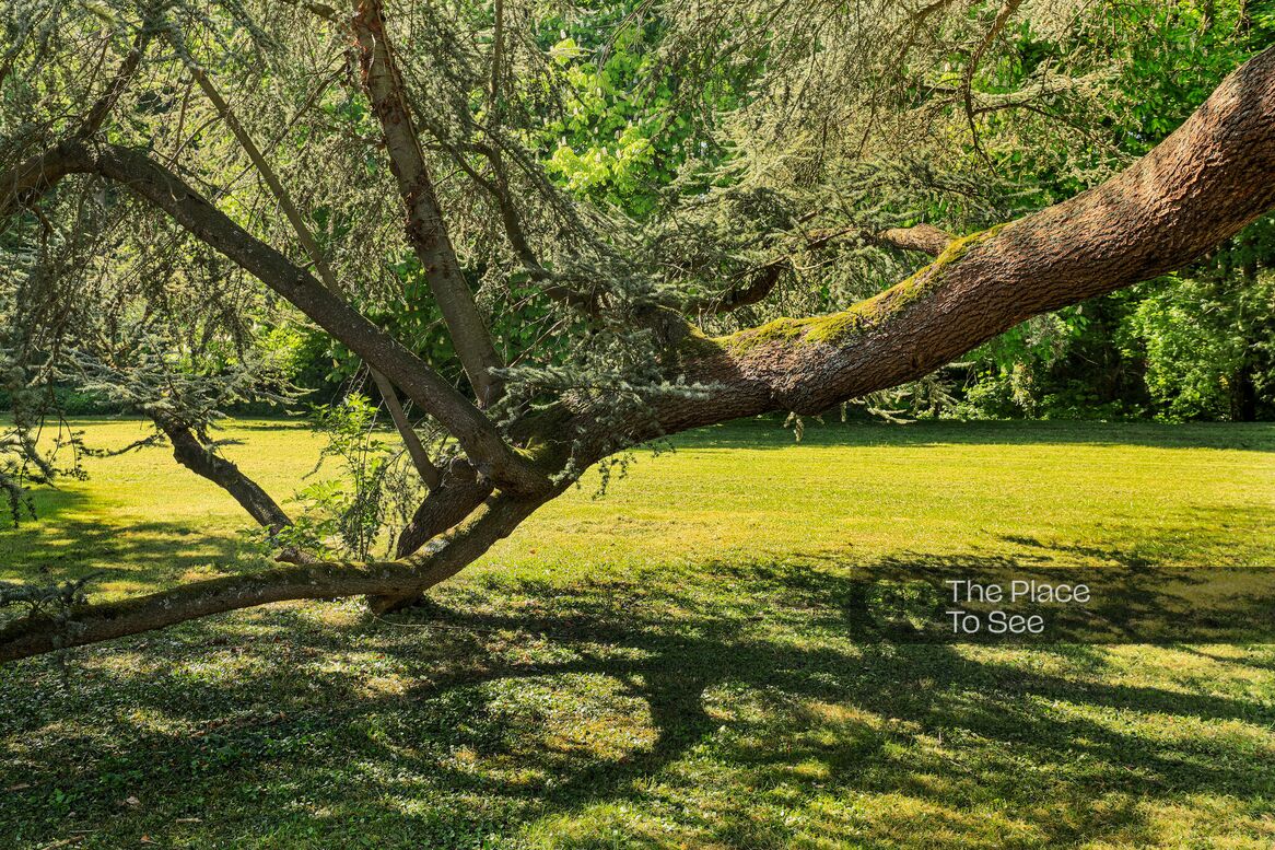 Arbre