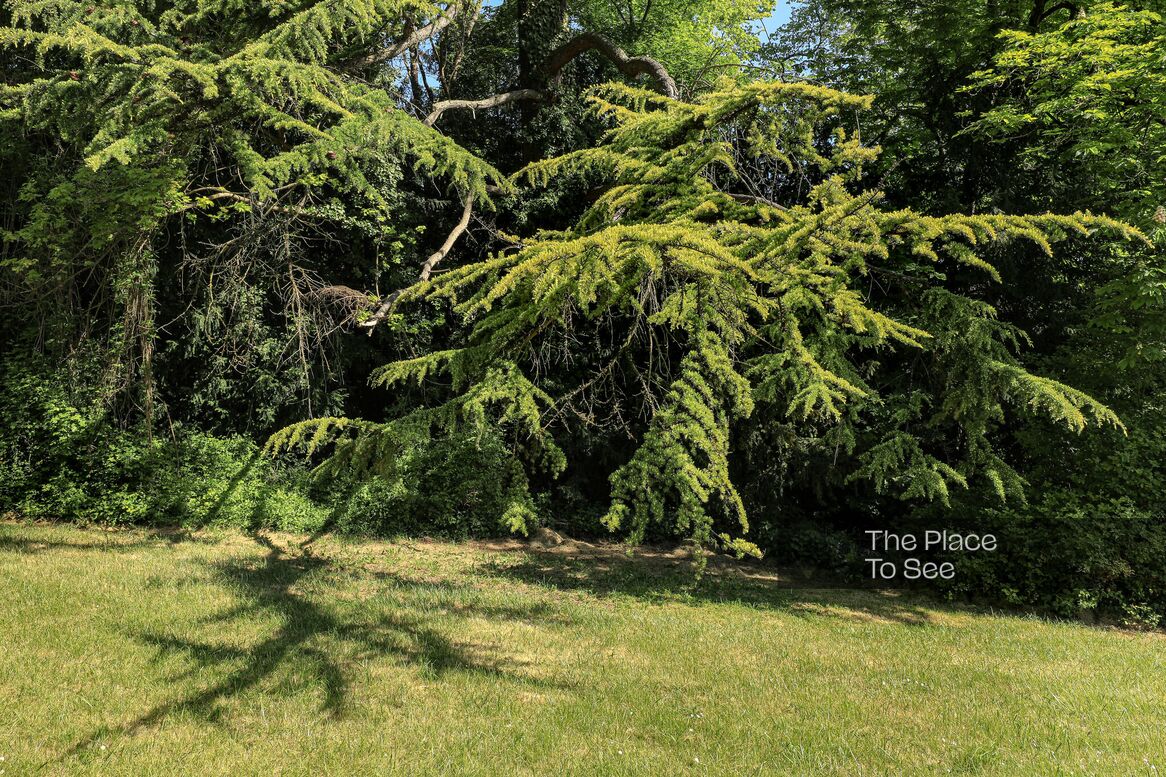 Arbre