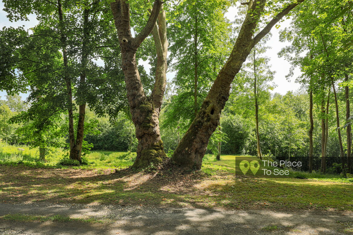 Arbre