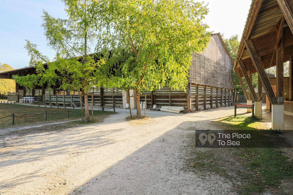 Manège à chevaux