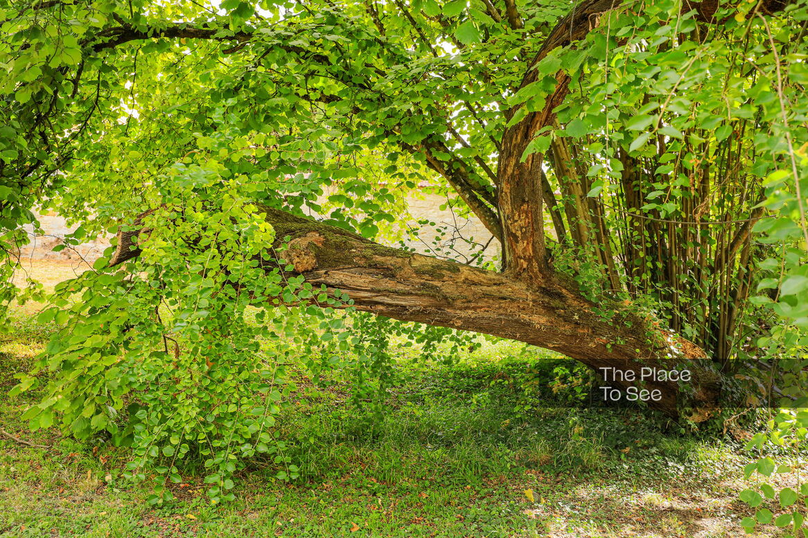 Arbre