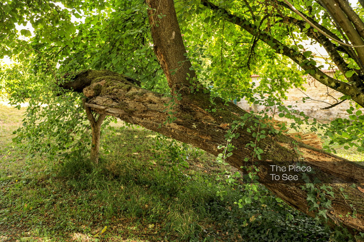 Arbre