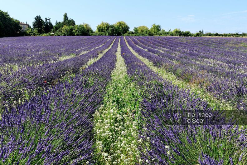 Lavender fields with meeting room in the heart of Provence